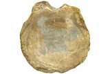 Sauropod Dinosaur (Duriatitan) Vertebra - England #209565-1